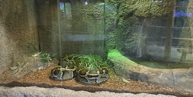 snake in glass tank at roadside zoo