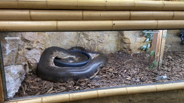 green anaconda in glass tank wrapped around a tiny bowl of water