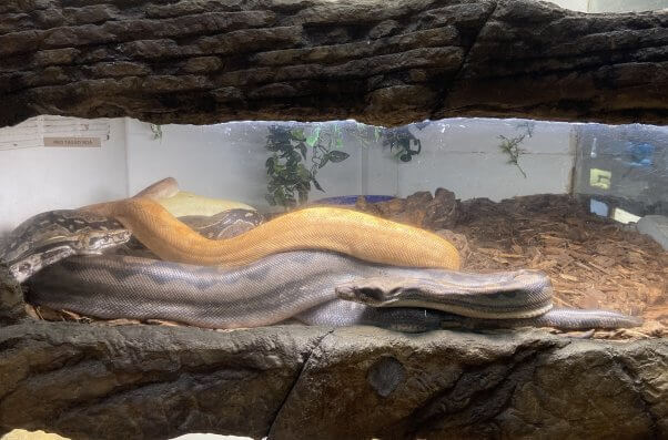 multiple snakes in small enclosure at the reptile roadside zoo