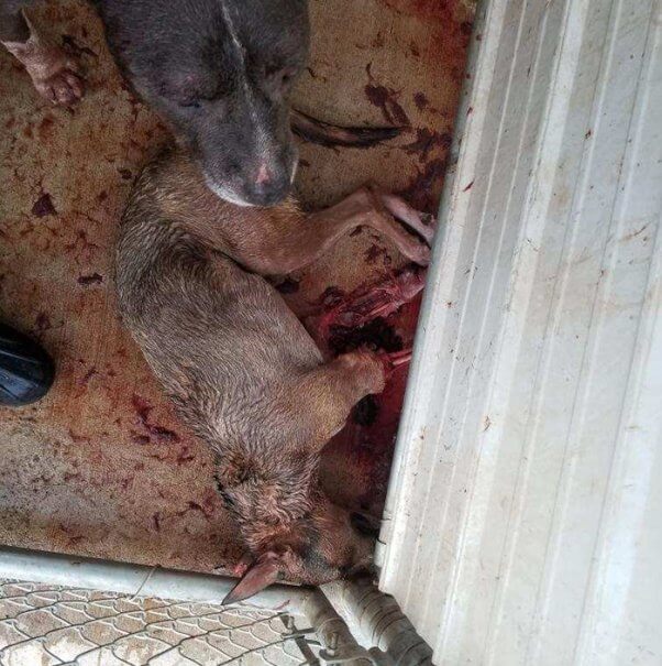a dead dog in el paso shelter