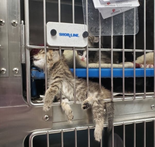kitten dead in cage in el paso