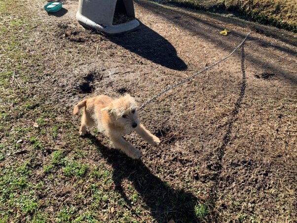 Nina jumping while chained