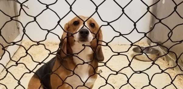 Bug the beagle looks out from a barren enclosure