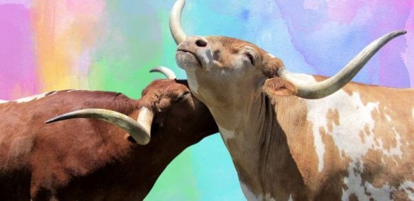 Two bulls showing affection