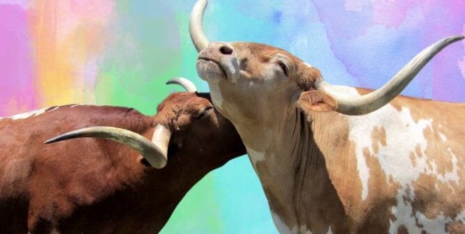Two bulls showing affection
