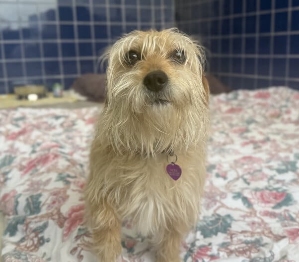 Nina, a light brown terrier, looking at the camera