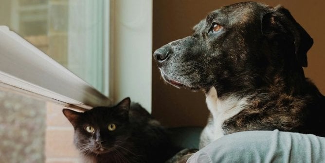 A cat and a dog looking out a window