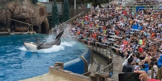 Corky being forced to perform at SeaWorld