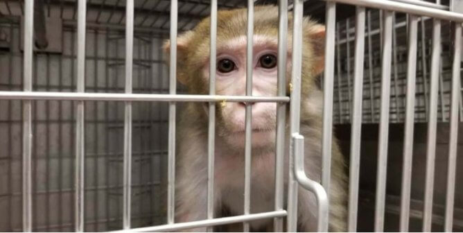 A monkey looking out from a cage