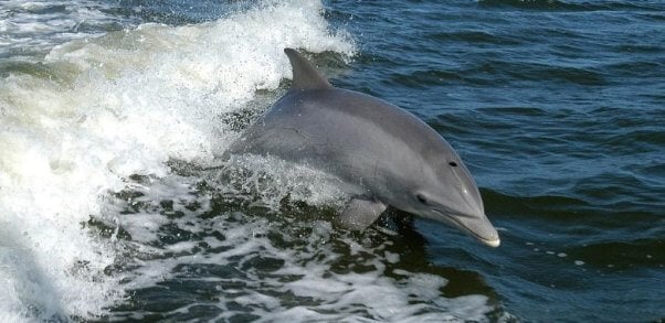 A dolphin jumping in an ocean