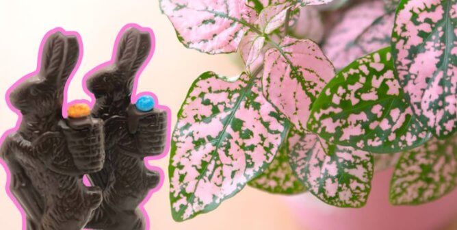 Chocolate Easter bunnies and polka-dot plant