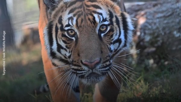 Fred the tiger looks closely at the camera