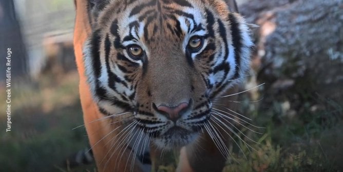 Fred the tiger looks closely at the camera