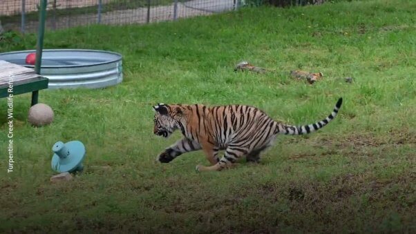 fred the tiger chases a spinning top in his sanctuary enclosure
