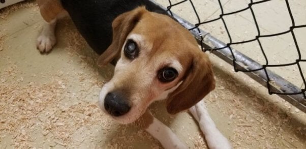 A beagle with cataracts in a barren cage
