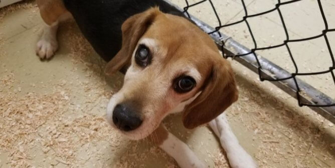 A beagle with cataracts in a barren cage