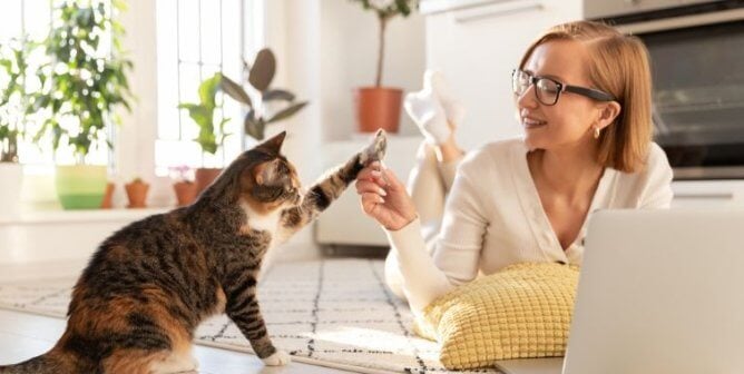 A woman playing with a tabby cat while using a laptop