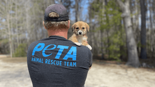 PETA fieldworker carrying a rescued puppy