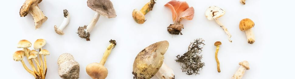 An array of different kinds of mushrooms