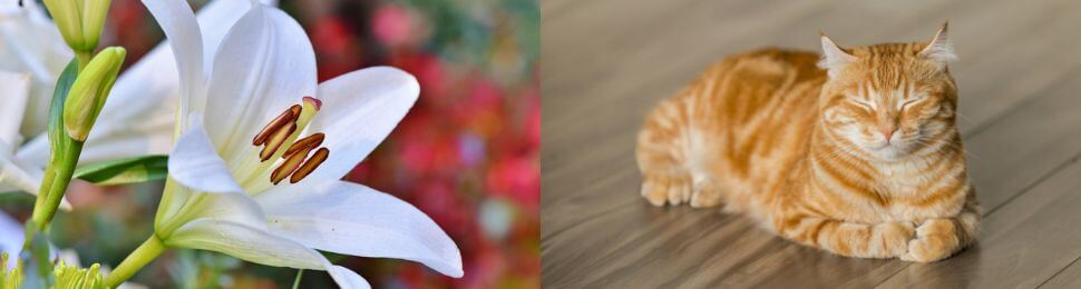 Two photos, one of a lilly plant and the other a sleeping cat