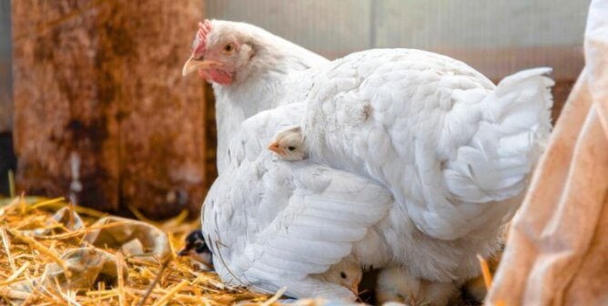 A mother hen sitting over her chicks