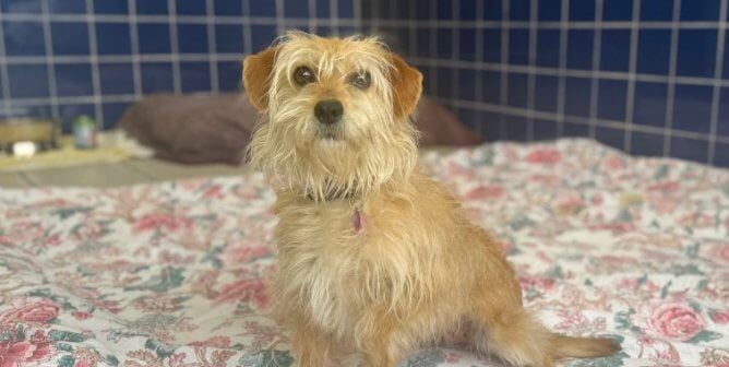 Nina, a light tan terrier mix, sitting and looking at the camera