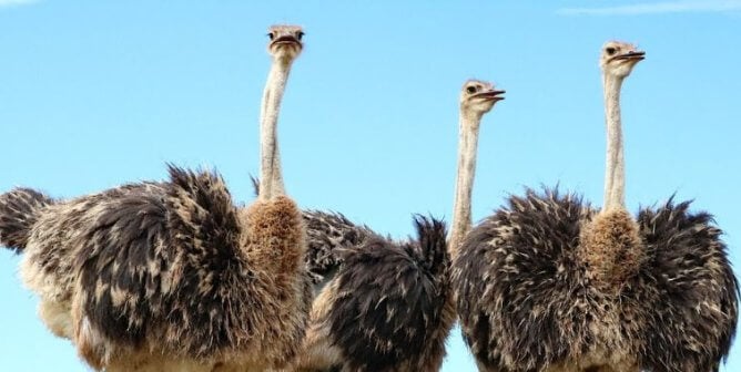 Three ostriches in a line