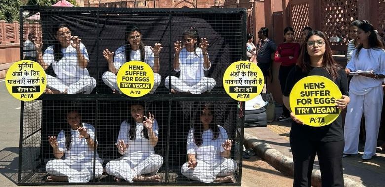 Demonstrators wearing white locked in cages