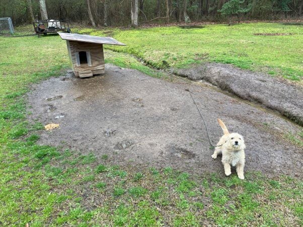 Nina greeting fieldworkers at the end of her chain, the doghouse behind her