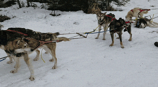 dogs in the iditarod race tethered together with one dog on the ground