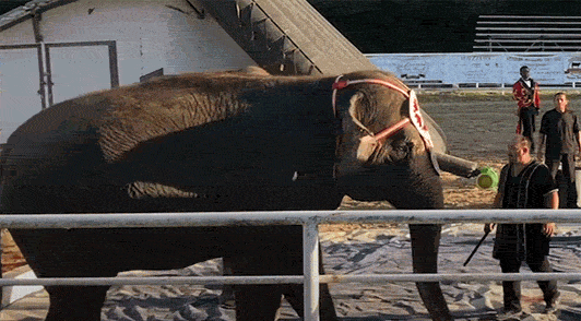 elephant near handler with bullbook