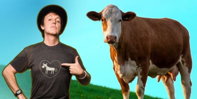 Paul McCartney set next to a photo of a cow