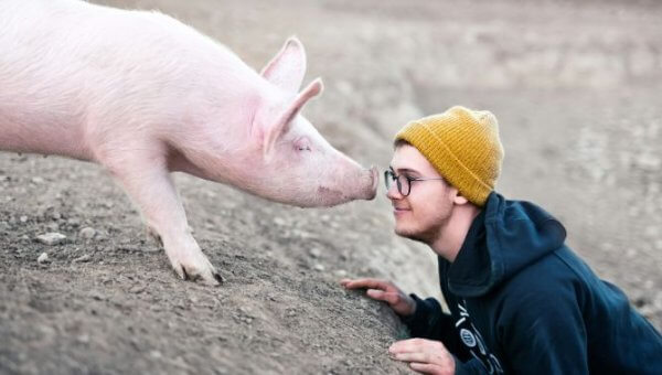 A pig and a man look each other in the eye