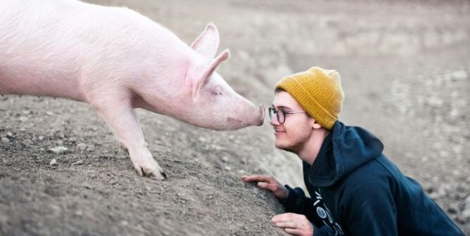 A pig and a man look each other in the eye