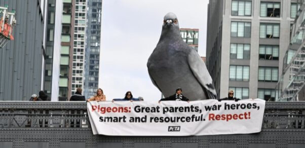 Demonstrators holding a banner in front of a giant pigeon statue with text reading Pigeons: Great parents, war heroes, smart and resourceful. Respect!