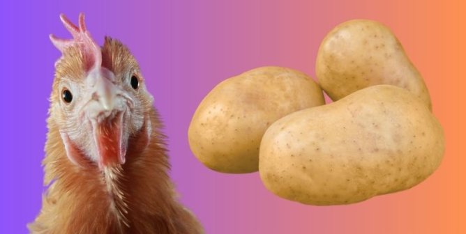 A hen looking at the viewer next to some potatoes