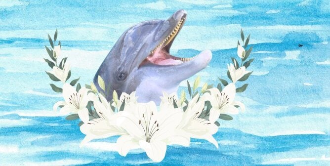 RIP Notchfin, a dolphin at SeaWorld San Antonio