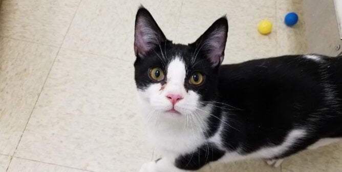 A black and white cat looking up at the camera