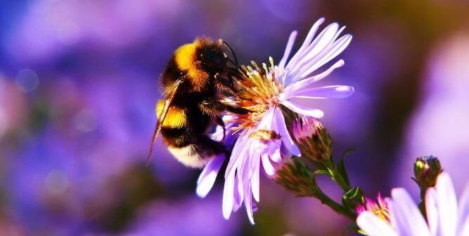 A bumblebee on a purple flower
