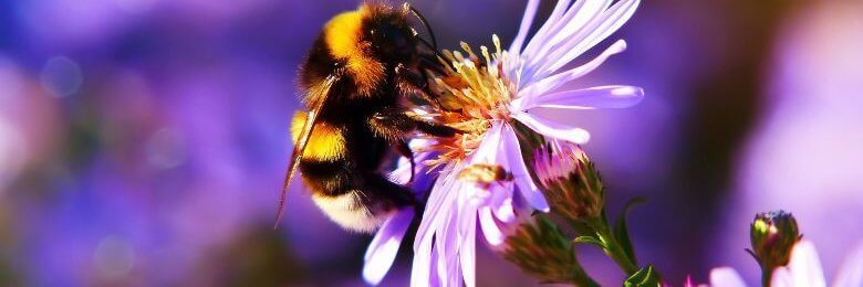 A bumblebee on a purple flower