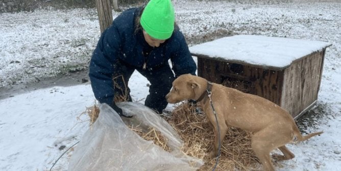 A fieldworker delivering straw