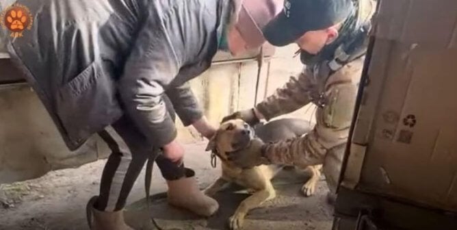 Two people helping a dog