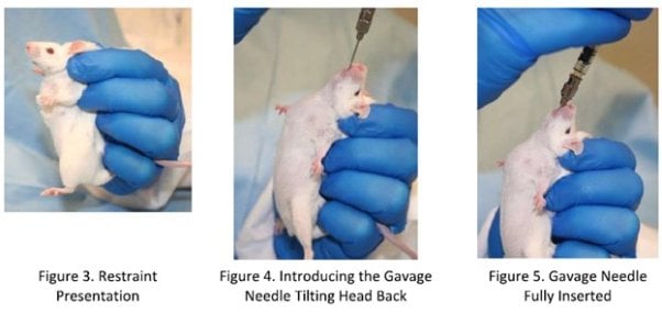 Three photos showing a white mouse being restrained. An experimenter shoves a needle down their throat