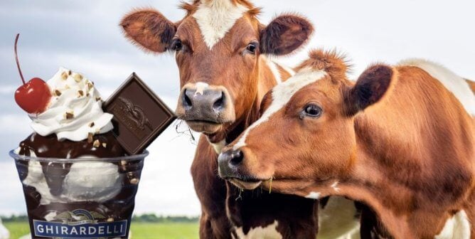 Ghirardelli vegan ice cream sundae next to image of cows in field