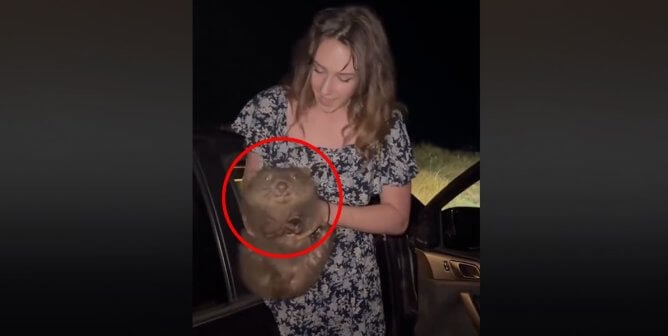 influencer snatching baby wombat