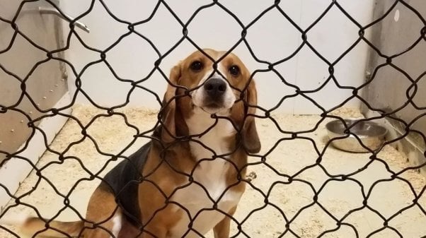 A beagle at High Quality Research