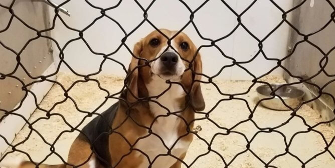 A beagle at High Quality Research