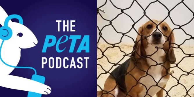 PETA podcast logo and a photo of a beagle from High Quality Research