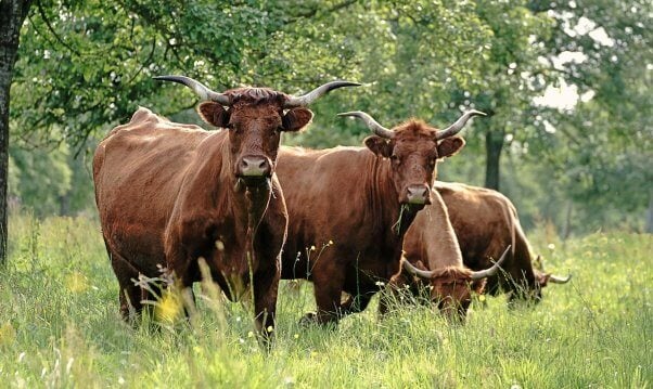 Four brown cows with horns looking at the camera