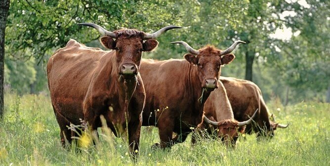 Four brown cows with horns looking at the camera